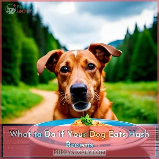 What to Do if Your Dog Eats Hash Browns