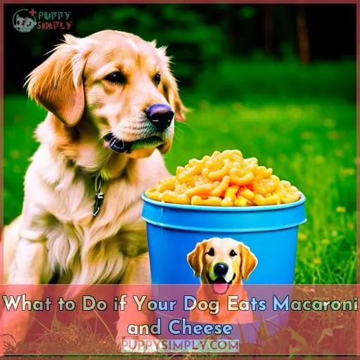 What to Do if Your Dog Eats Macaroni and Cheese