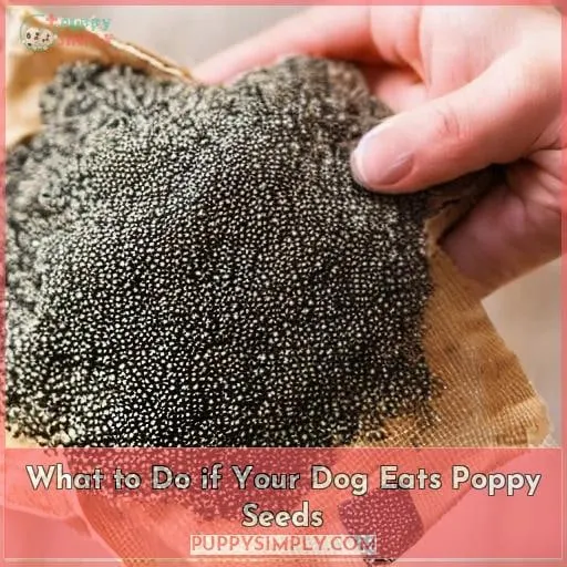 What to Do if Your Dog Eats Poppy Seeds