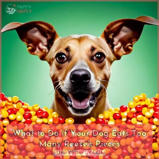 What to Do if Your Dog Eats Too Many Reese