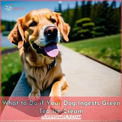 What to Do if Your Dog Ingests Green Tea Ice Cream