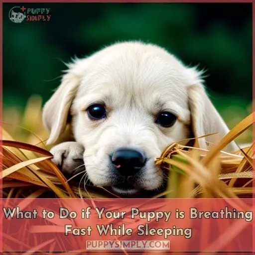 What to Do if Your Puppy is Breathing Fast While Sleeping