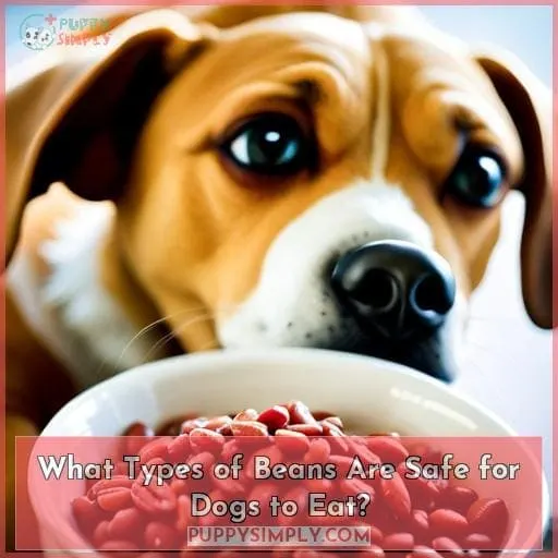 What Types of Beans Are Safe for Dogs to Eat?