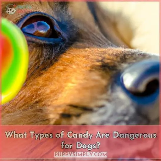 What Types of Candy Are Dangerous for Dogs?