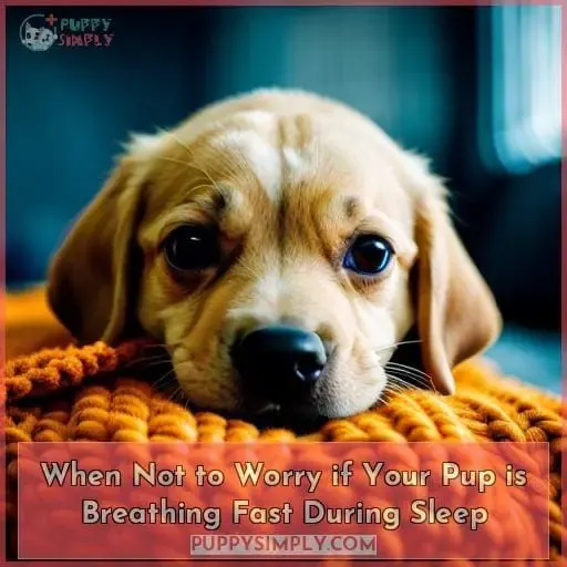 When Not to Worry if Your Pup is Breathing Fast During Sleep
