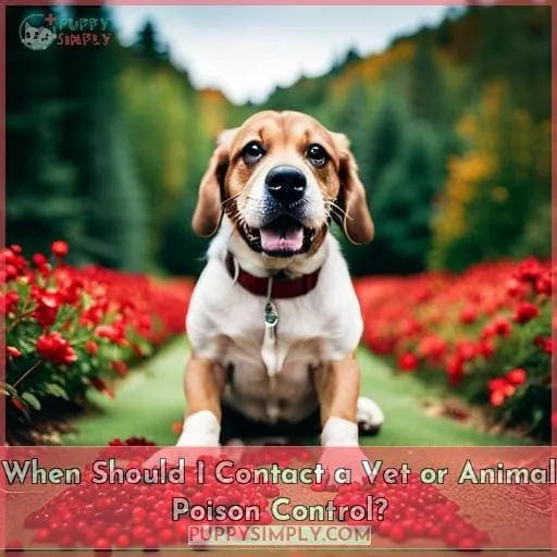 When Should I Contact a Vet or Animal Poison Control?