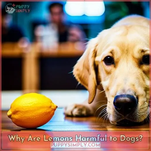 Why Are Lemons Harmful to Dogs?