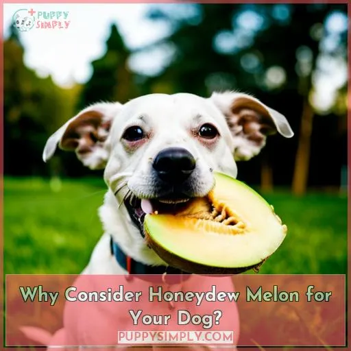 Why Consider Honeydew Melon for Your Dog?