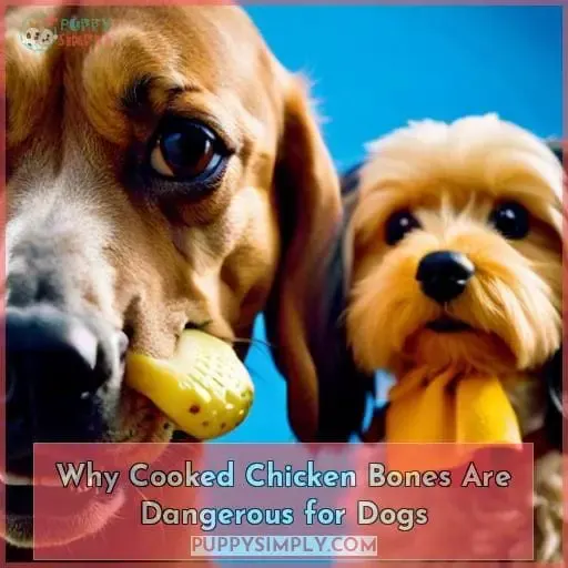 Why Cooked Chicken Bones Are Dangerous for Dogs