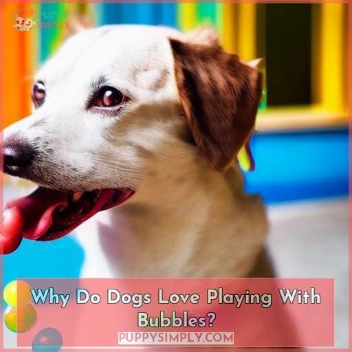 Why Do Dogs Love Playing With Bubbles?