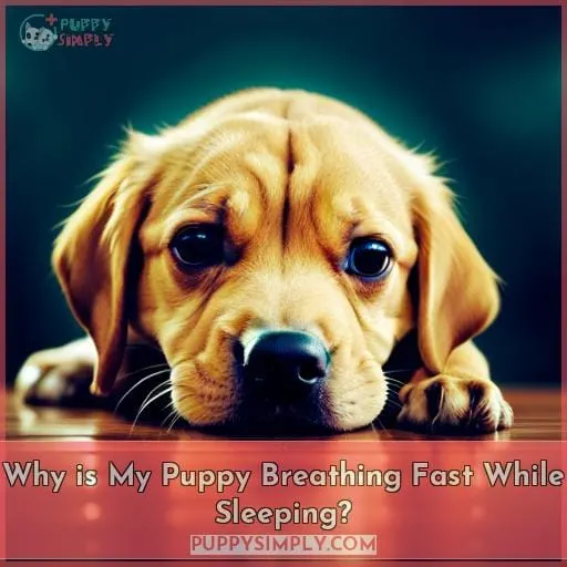 Why is My Puppy Breathing Fast While Sleeping?