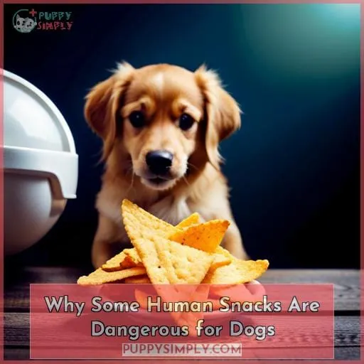 Why Some Human Snacks Are Dangerous for Dogs
