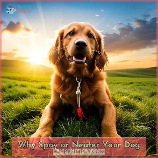 Why Spay or Neuter Your Dog
