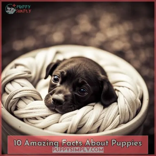 10 amazing facts about puppies 1