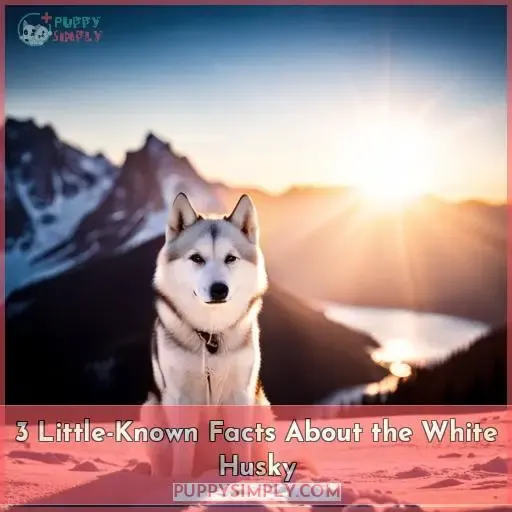 3 Little-Known Facts About the White Husky