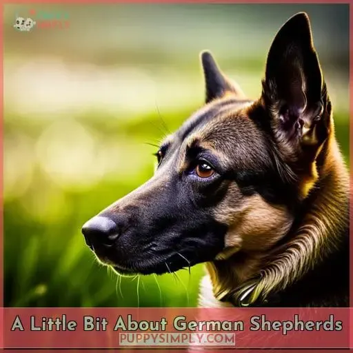 A Little Bit About German Shepherds