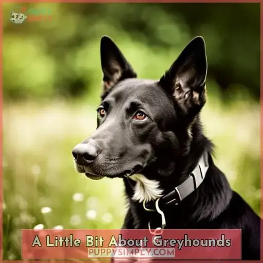 A Little Bit About Greyhounds