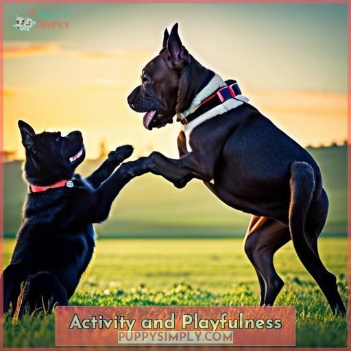 Activity and Playfulness Activity and Playfulness