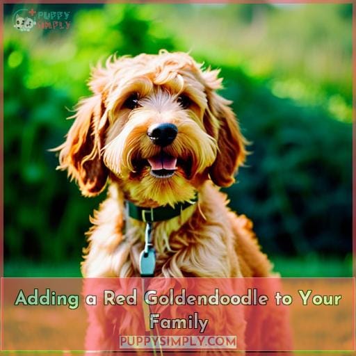 Adding a Red Goldendoodle to Your Family