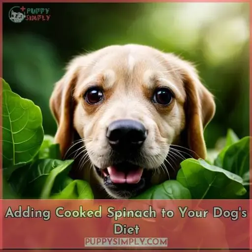 Adding Cooked Spinach to Your Dog