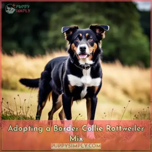 Adopting a Border Collie Rottweiler Mix