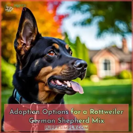 Adoption Options for a Rottweiler German Shepherd Mix