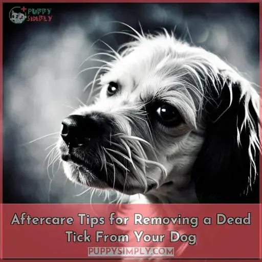 Aftercare Tips for Removing a Dead Tick From Your Dog