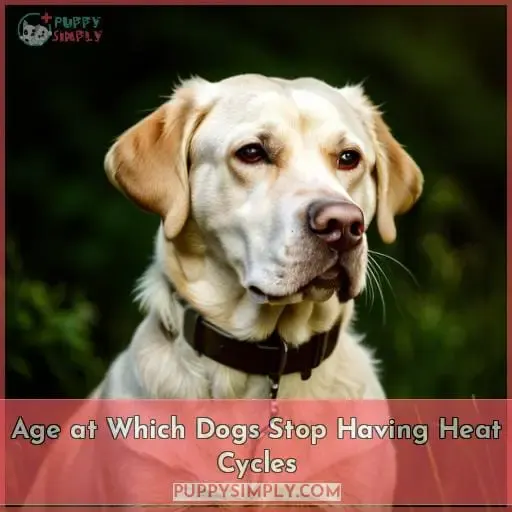Age at Which Dogs Stop Having Heat Cycles