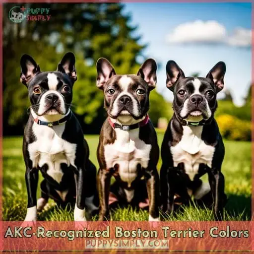 AKC-Recognized Boston Terrier Colors