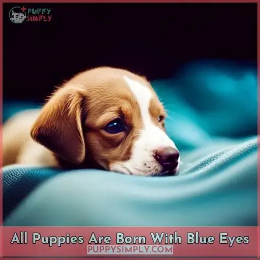 All Puppies Are Born With Blue Eyes