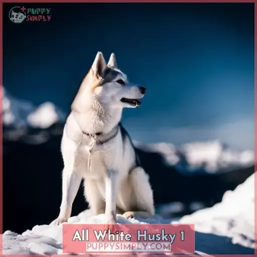 all white husky 1