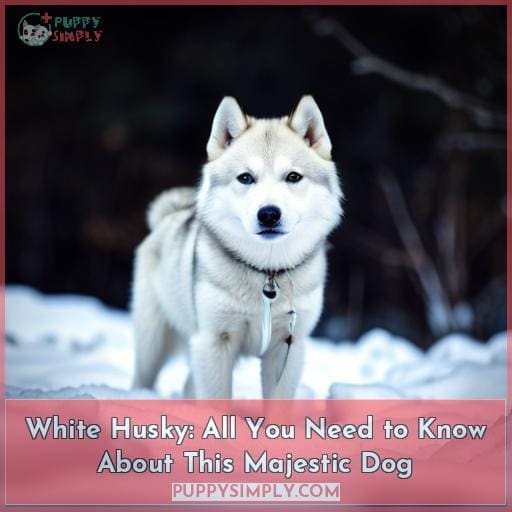 White Husky: All You Need to Know About This Majestic Dog