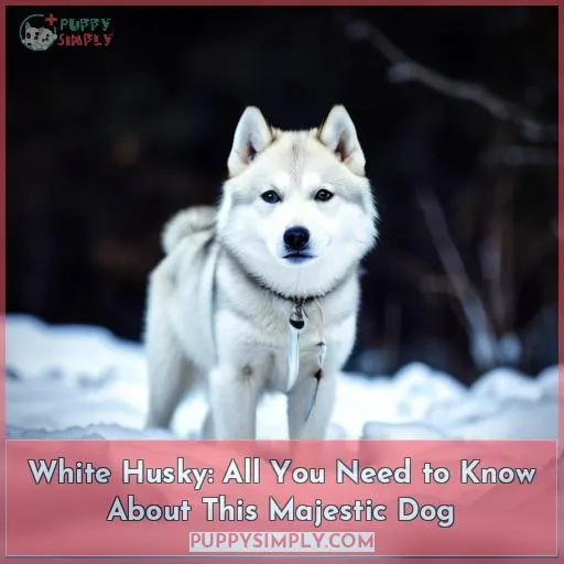 all white husky