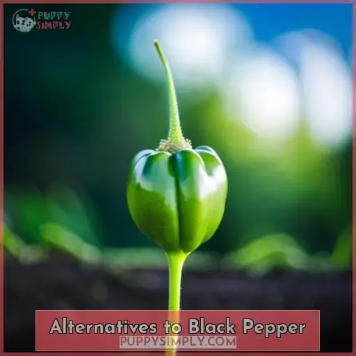 Alternatives to Black Pepper