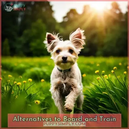 Alternatives to Board and Train