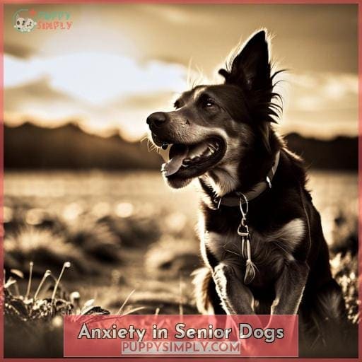 Anxiety in Senior Dogs