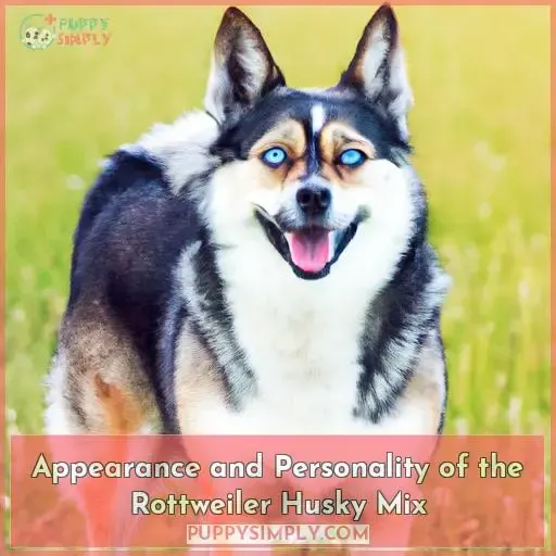 Appearance and Personality of the Rottweiler Husky Mix