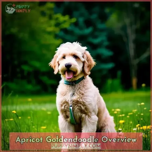 Apricot Goldendoodle Overview