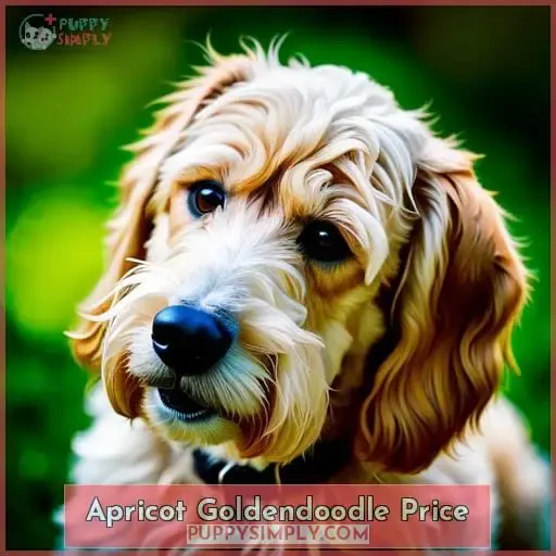 Apricot Goldendoodle Price