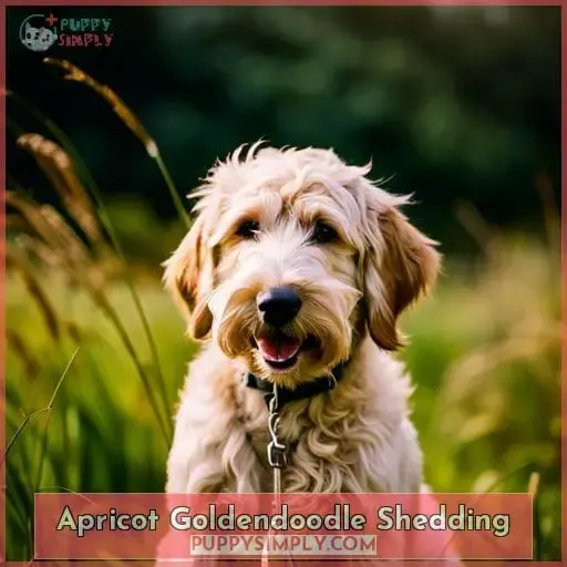 Apricot Goldendoodle Shedding