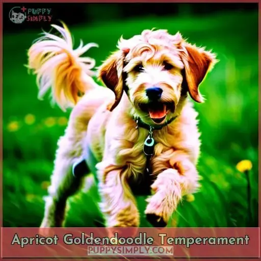 Apricot Goldendoodle Temperament