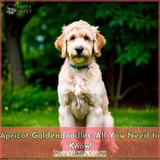 apricot goldendoodle