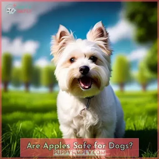 Are Apples Safe for Dogs