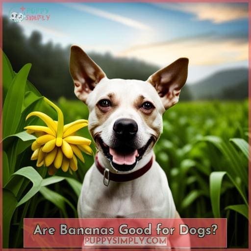 Can Dogs Eat Banana Peel? What You Need to Know Before Feeding