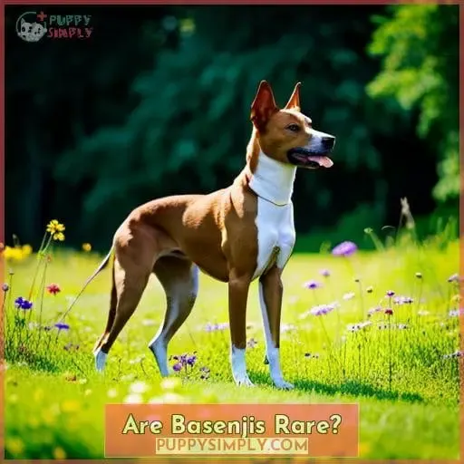 Are Basenjis Rare?