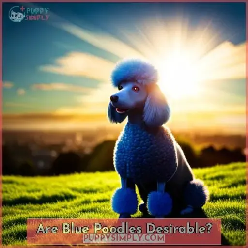 Are Blue Poodles Desirable?