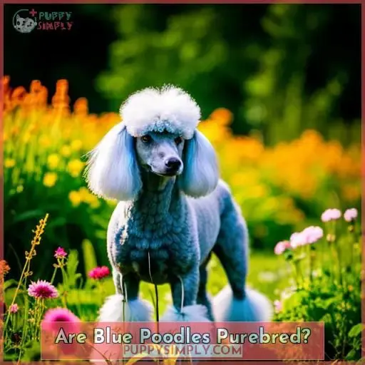 Are Blue Poodles Purebred?
