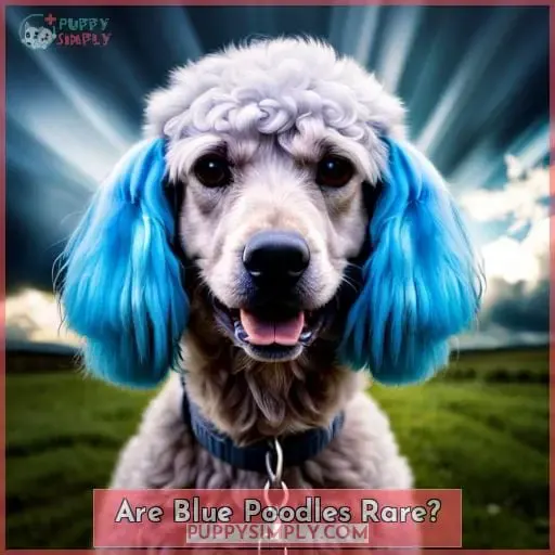 Are Blue Poodles Rare?