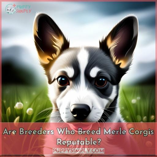 Are Breeders Who Breed Merle Corgis Reputable
