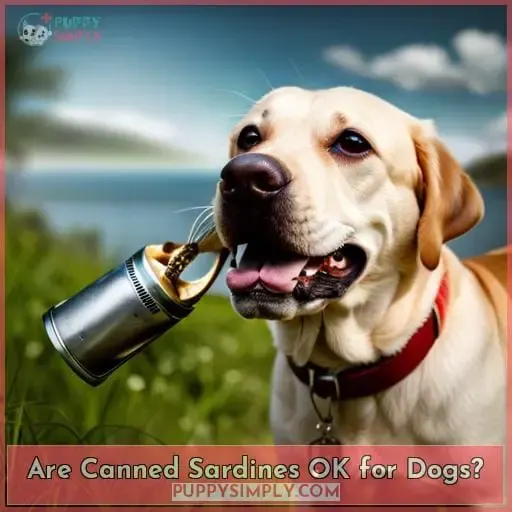 Are Canned Sardines OK for Dogs?